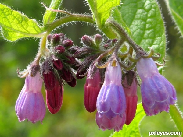 Common Comfrey